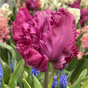 Tulip 'Parrot Prince'